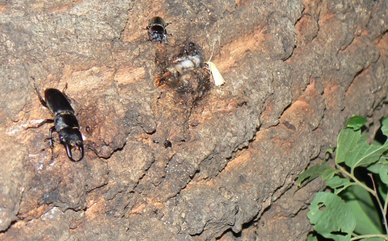 団地前のクヌギ_いつもの樹液にヒラタクワガタの雄 今年初 2021年5月24日19時30分頃 気温23度